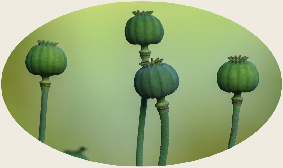 Bild zur Psychologisch-medialen Aufstellungsarbeit. Verschiedene Mohnknospen im Raum nebeneinander.